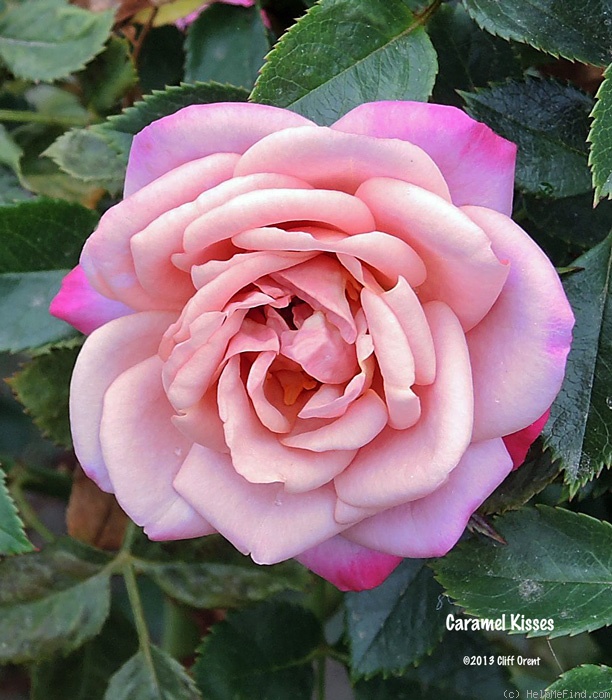 'Caramel Kisses ™' rose photo