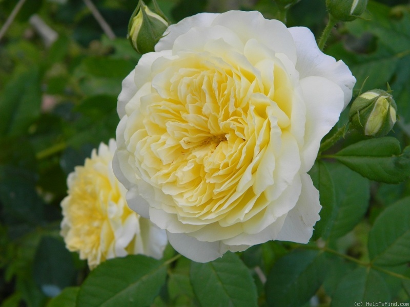 'The Pilgrim ®' rose photo