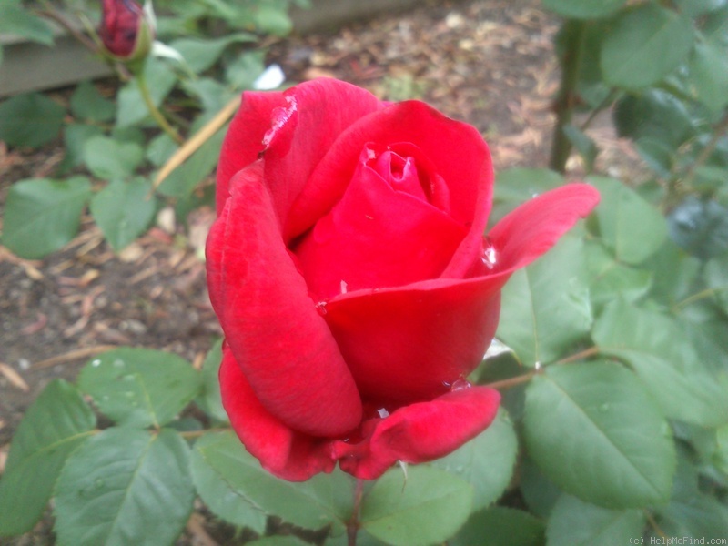 'Mrs. Harold Brookes' rose photo