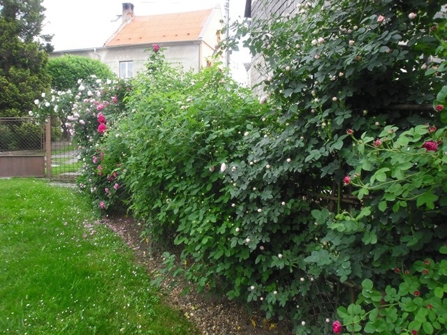 'Mirek - My Rose Garden'  photo