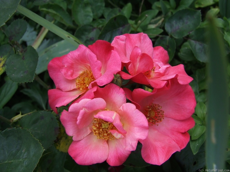 'Kwinana' rose photo