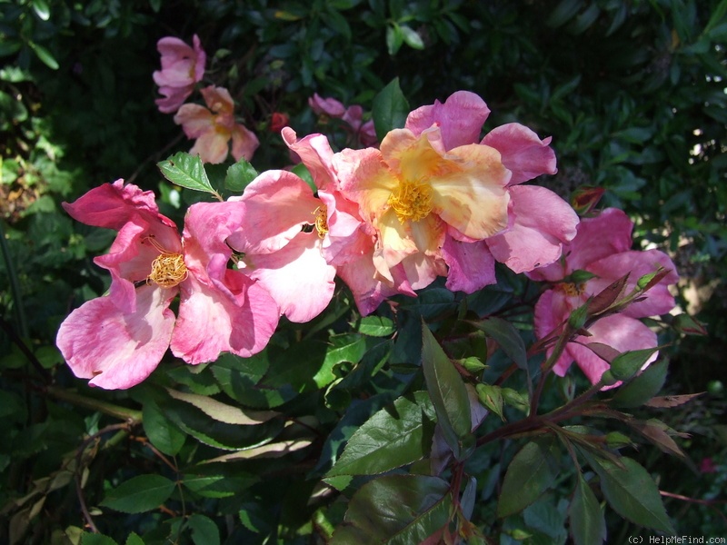 'Mutabilis (china, Unknown, before 1894)' rose photo