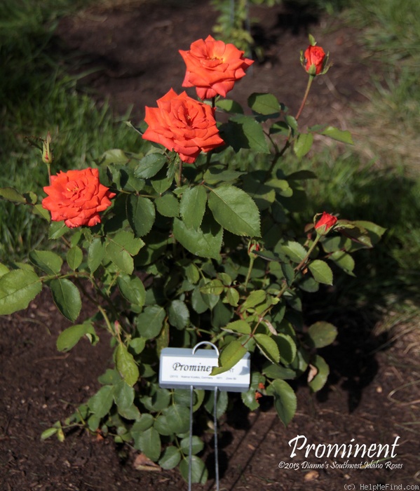 'Prominent ® (grandiflora, Kordes, 1970)' rose photo