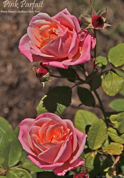 'Pink Parfait' rose photo