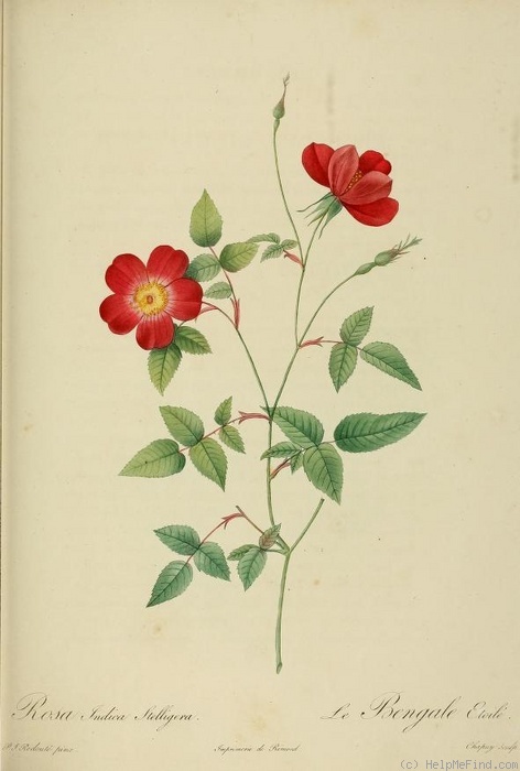 'Rosa Indica Stelligera' rose photo
