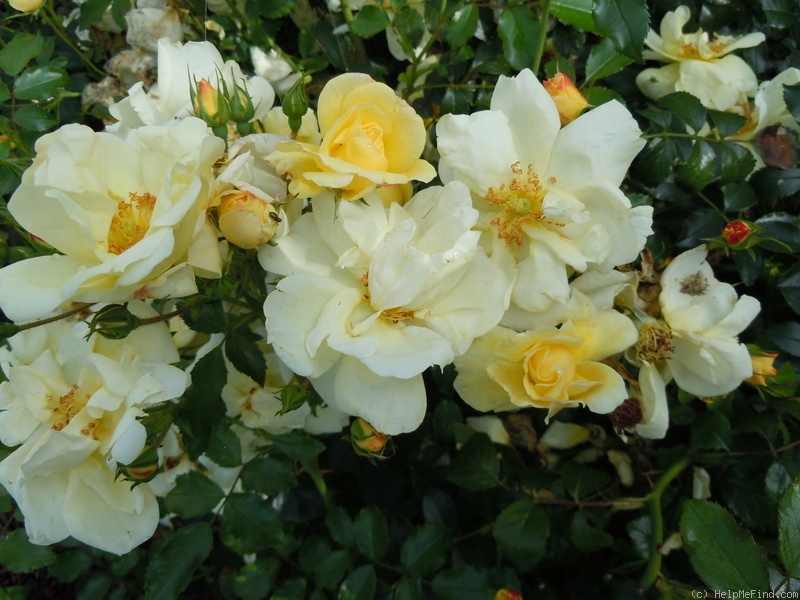 'Celina ® (shrub, Noack, 1997)' rose photo