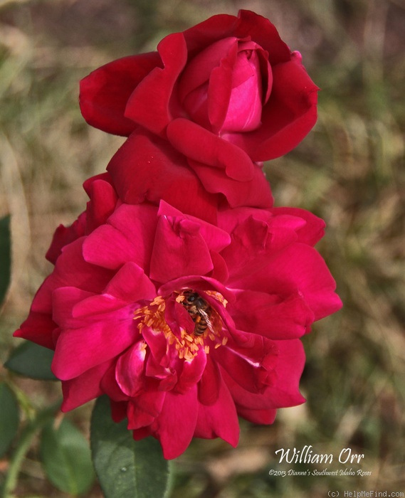 'William Orr' rose photo