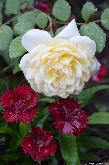 'Crocus Rose' rose photo