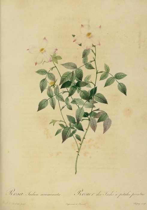 'R. indica acuminata' rose photo