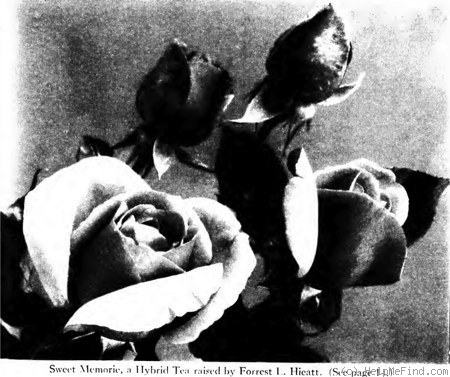 'Sweet Memorie (hybrid tea, Hieatt, 1937)' rose photo