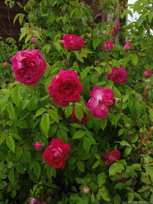 'Beau Narcisse' rose photo
