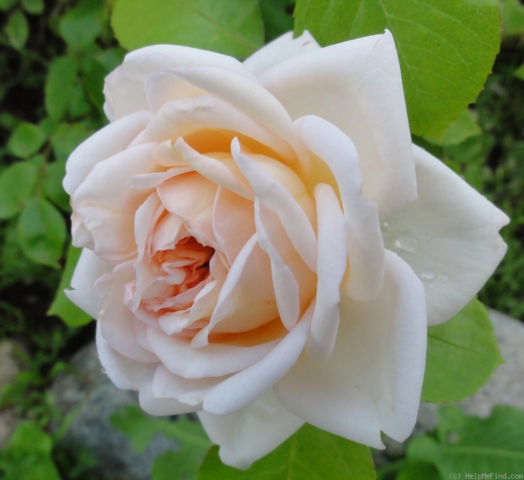 'Martine Guillot ®' rose photo