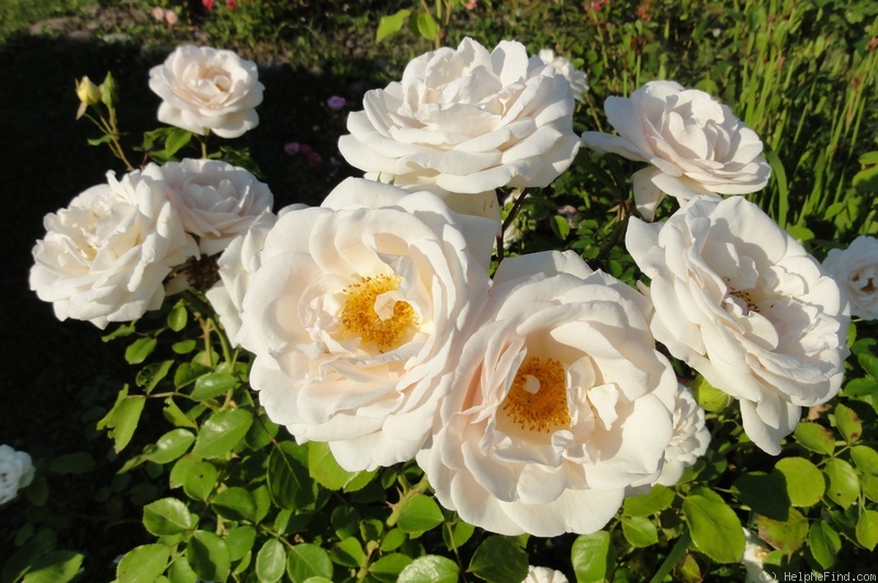 'Martine Guillot ®' rose photo