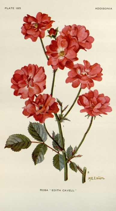 'Miss Edith Cavell (polyantha, Meiderwyk, 1917)' rose photo
