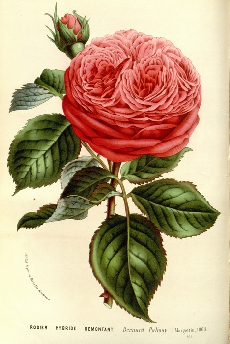 'Bernard Palissy (hybrid perpetual, Margottin, 1863)' rose photo