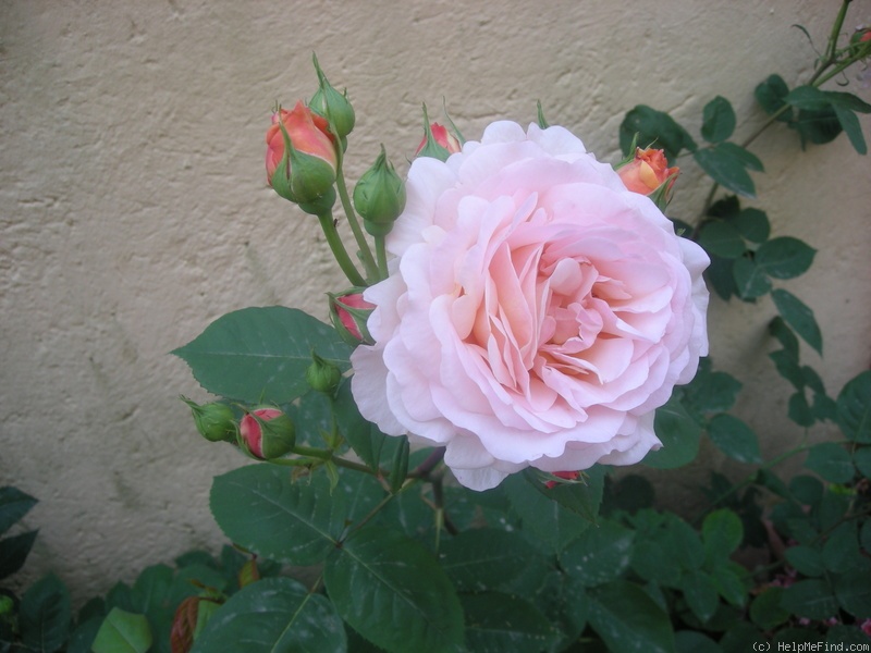 'Charles Austin' rose photo