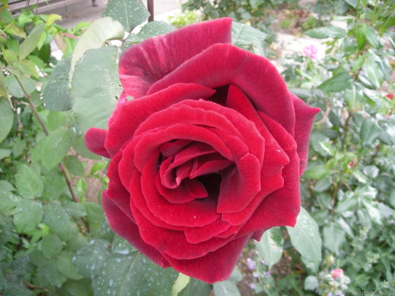 'Papa Meilland ® (Hybrid Tea, Meilland, 1963)' rose photo