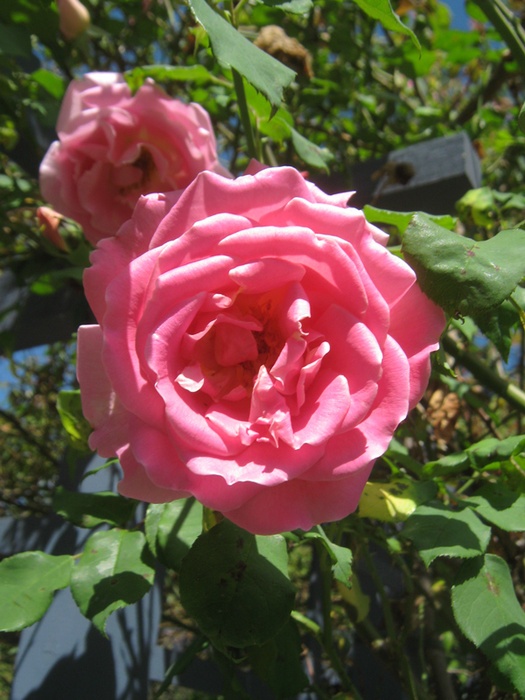 'Margaret Turnbull (hybrid tea, Clark 1931)' rose photo