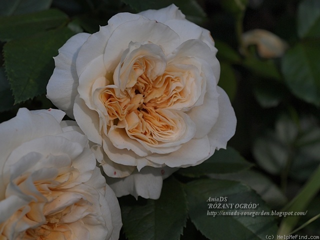 'Angel Flower Circus ®' rose photo