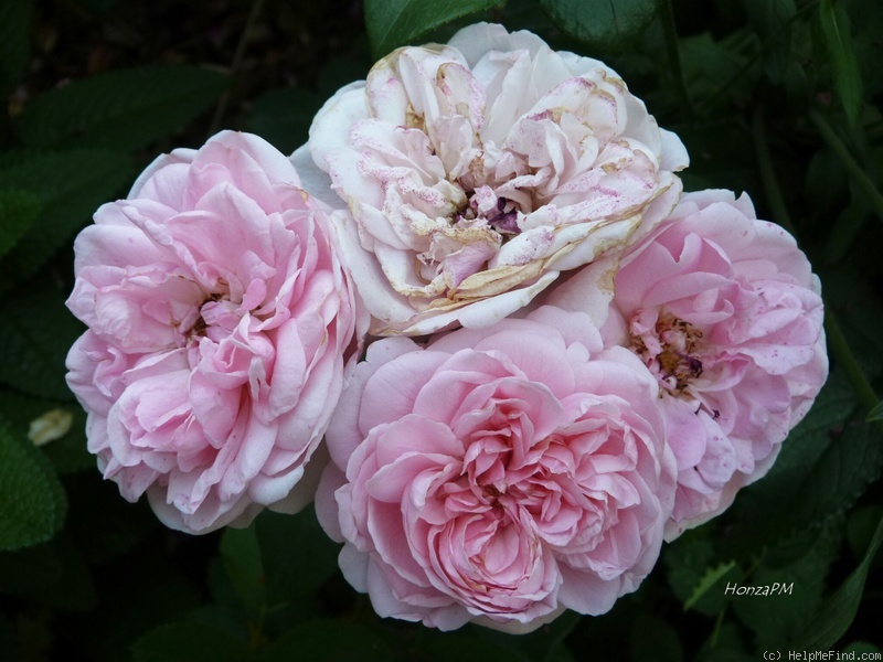 'Die Schöne Tölzerin' rose photo