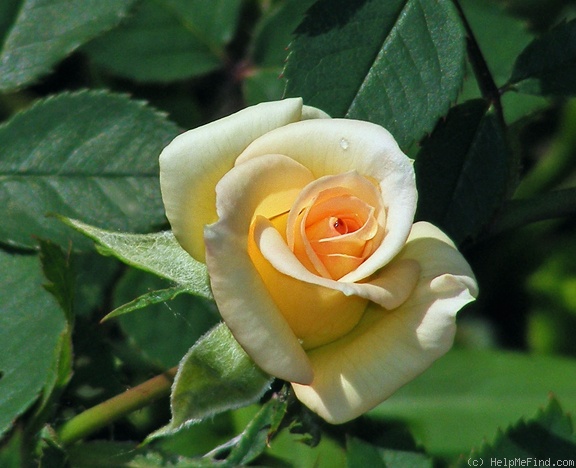 'Yantai' rose photo