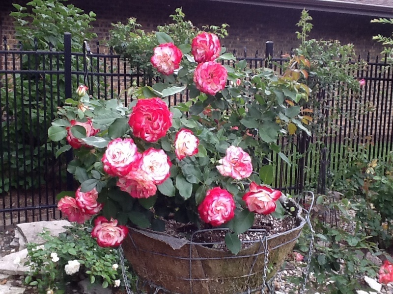 'Cherry Parfait ™' rose photo