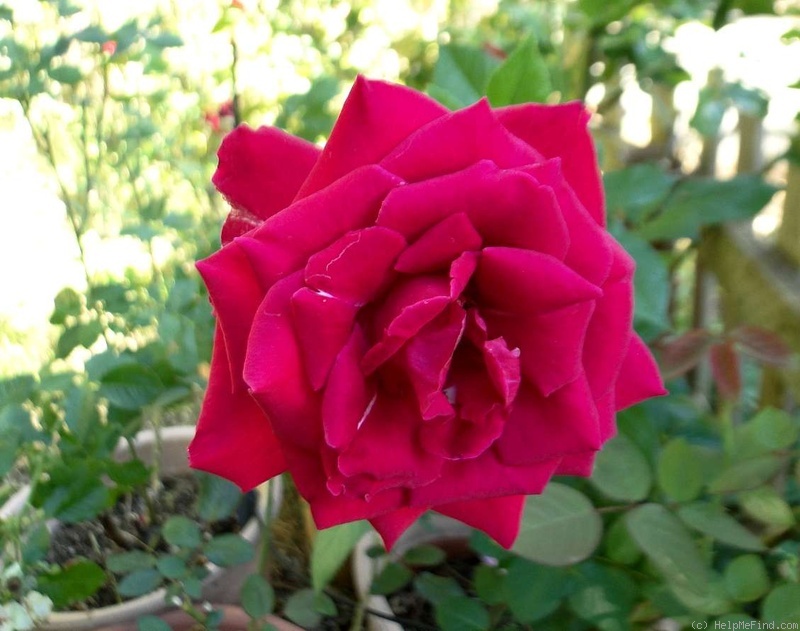 'Intrepid ™' rose photo