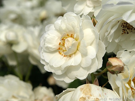 'White Quill' rose photo