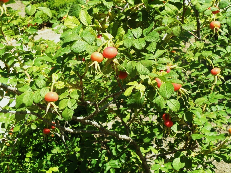 'Real Jardín Botánico de Madrid / Royal Botanical Garden'  photo