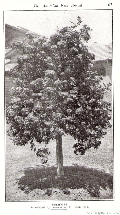'Bushfire (wich rambler, Clark, 1917)' rose photo