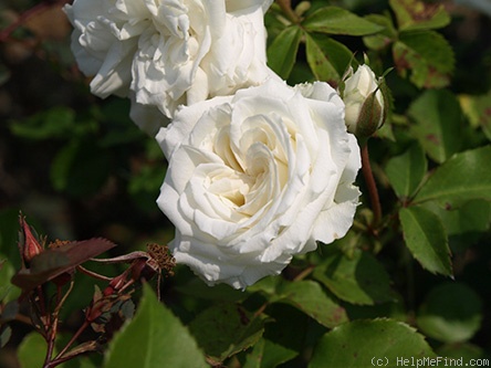 'Ceremony' rose photo