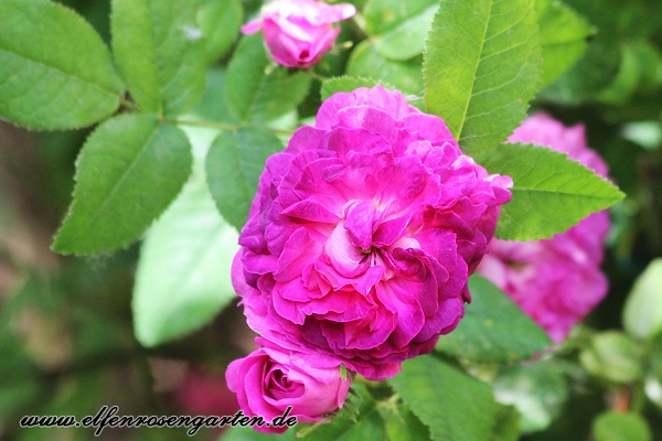 'Belle de Crécy (Gallica, Roeser, 1829)' rose photo