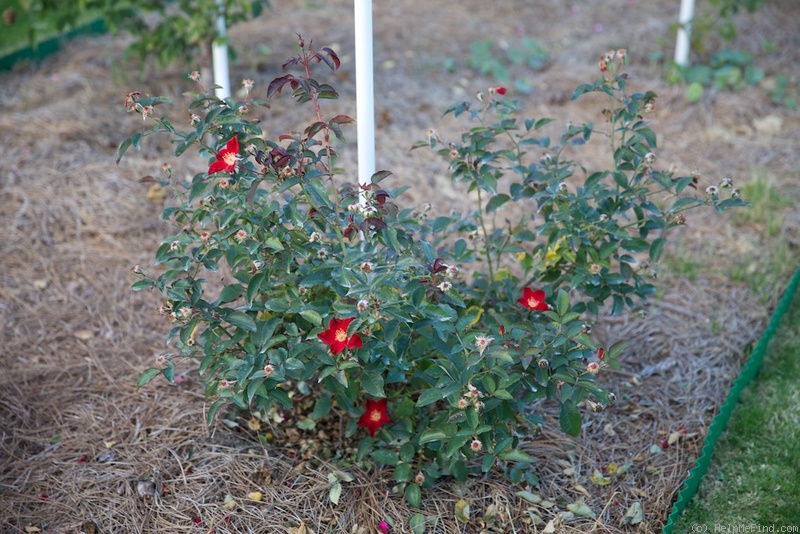 'George Manners' rose photo