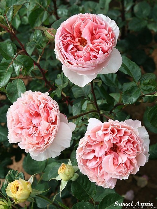 'Sweet Annie' rose photo