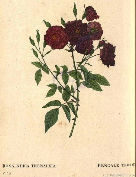 'Ternaux (china, Laffay, pre 1821)' rose photo