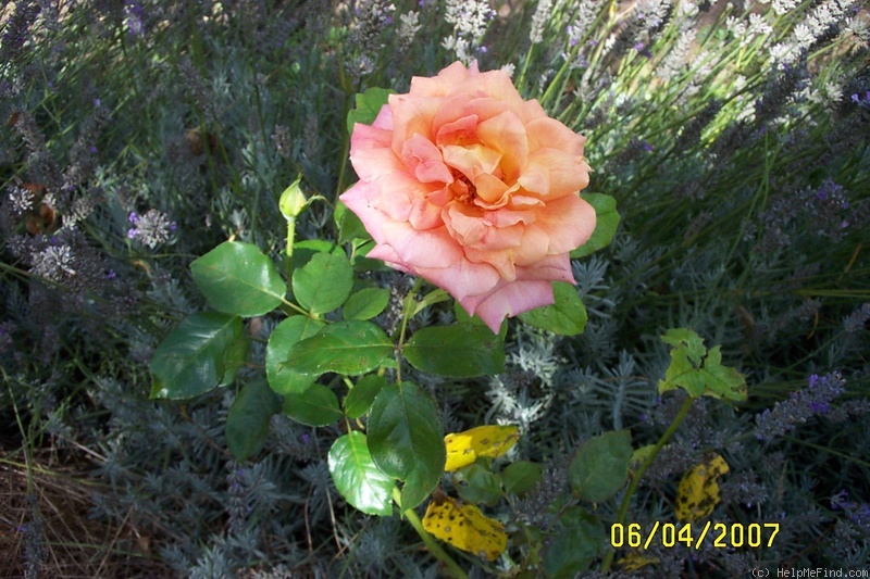 'Signora' rose photo