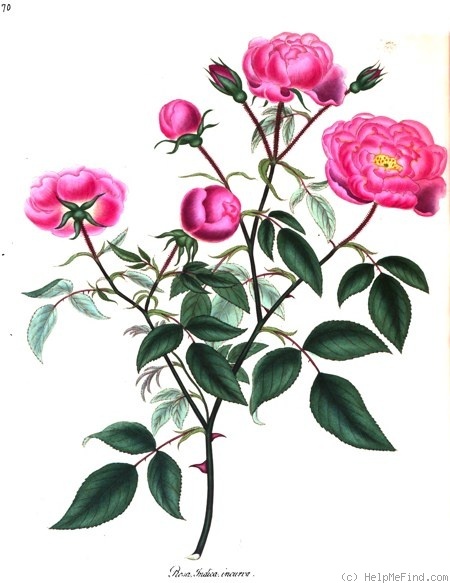 'Bengale Bichon' rose photo