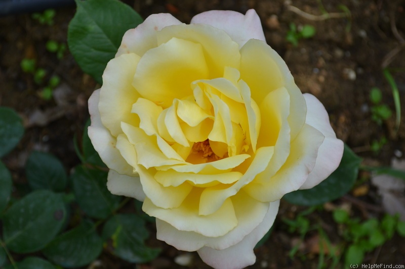 'Yardley Baroque' rose photo