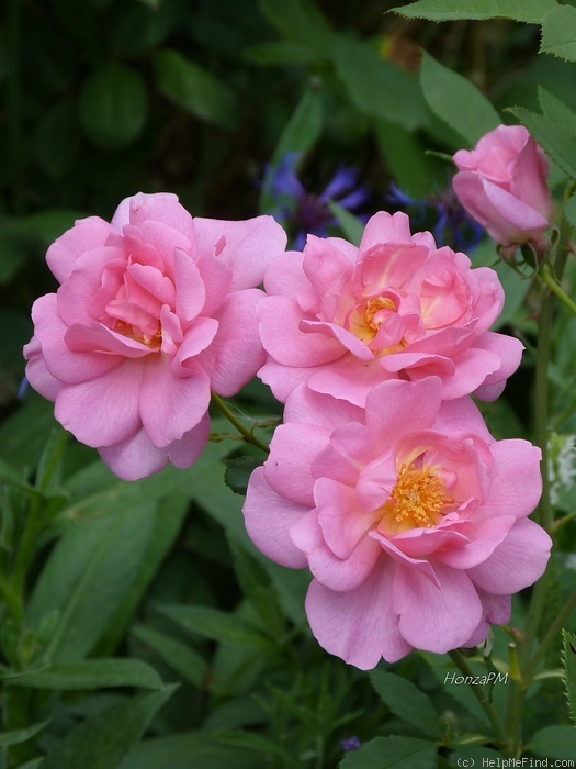 'Cariad' rose photo