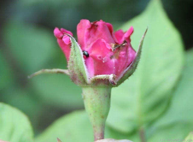 'Lord Raglan' rose photo