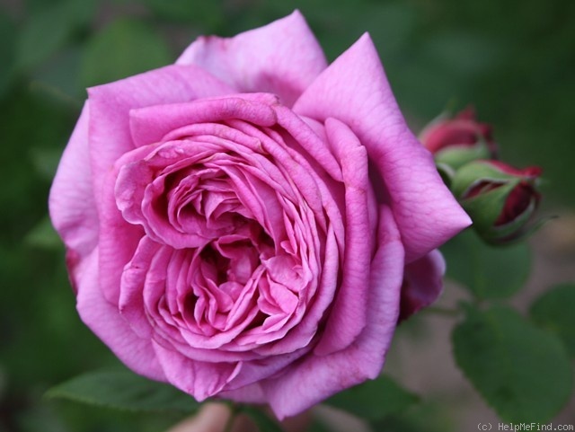 'Madame Charles Baltet' rose photo