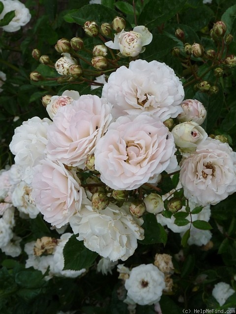 'Marie-Jeanne' rose photo