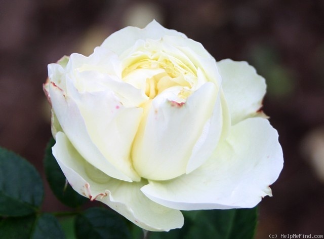 'Winter Lodge' rose photo