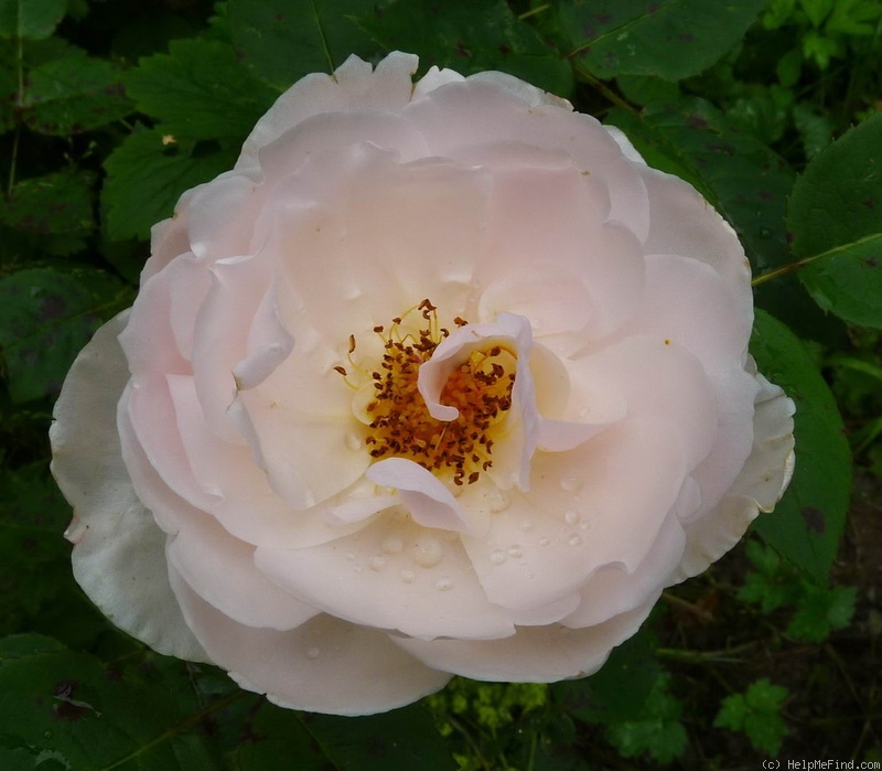 'Maria Mathilda' rose photo