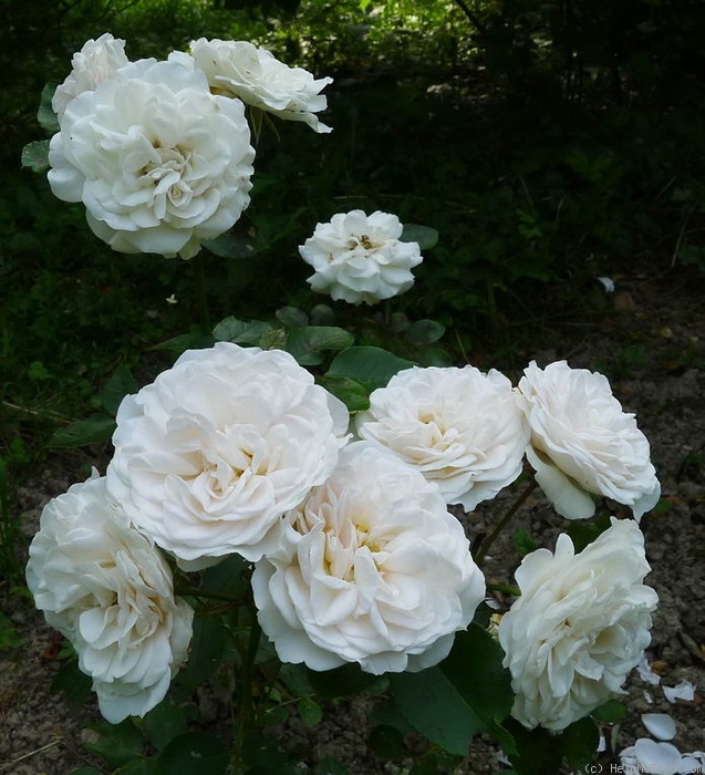 'Susan (shrub, Olesen/Poulsen, 1998)' rose photo