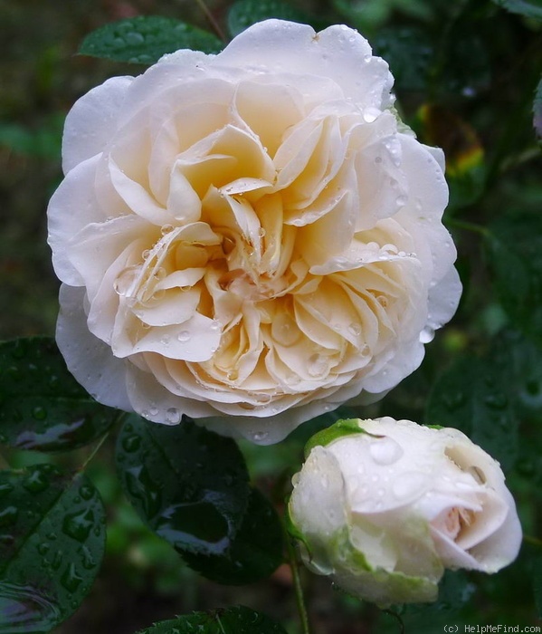 'Susan (shrub, Olesen/Poulsen, 1998)' rose photo