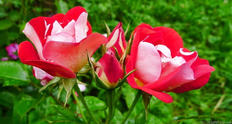 'Girlguiding UK Centenary Rose' rose photo