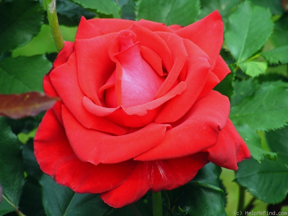 'Veterans' Honor®' rose photo