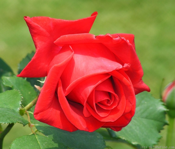 'Veterans' Honor®' rose photo