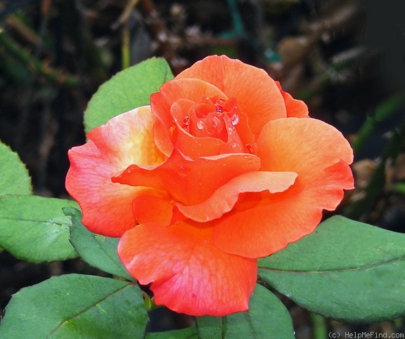 'Sedona' rose photo
